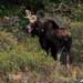 Moose at Lilypond - Kancamagus Scenic Byway