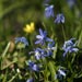 Scilla bifolia - Zweibl�ttriger Blaustern (Hyacinthaceae)